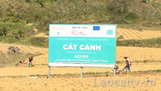 Ổn định vùng trồng dược liệu cát cánh tại Tả Van Chư