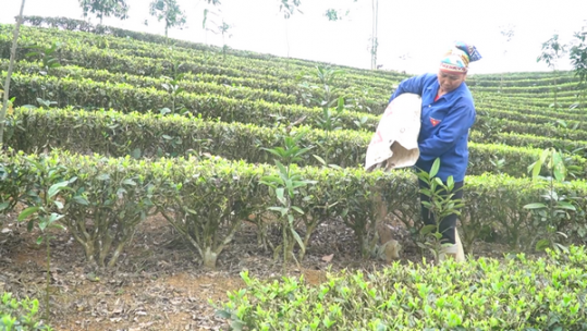 Nông dân tiết giảm chi phí sản xuất đầu vào