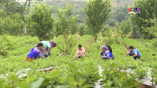 Lào Cai phấn đấu giảm tỷ lệ hộ nghèo bình quân từ 3 - 5%/năm