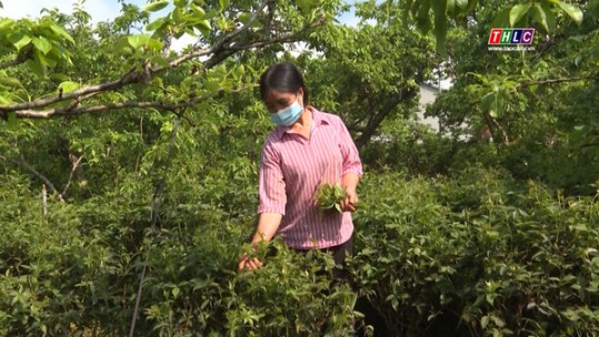 Na Hối phát triển cây Ngũ gia bì hương