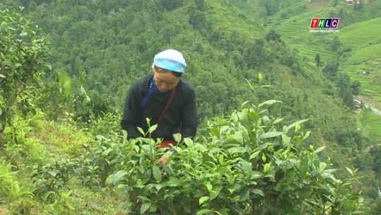 Lào Cai hướng đến sản xuất nông nghiệp hữu cơ