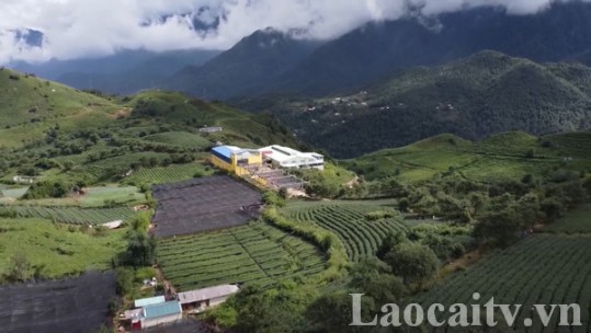 Phát triển nông lâm sản hàng hoá gắn với chế biến