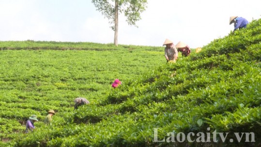 Mường Khương: Thu nhập bình quân đầu người đạt gần 30 triệu đồng/năm