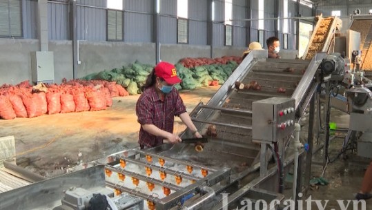 Bát Xát nâng cao tiêu chí thu nhập cho người dân