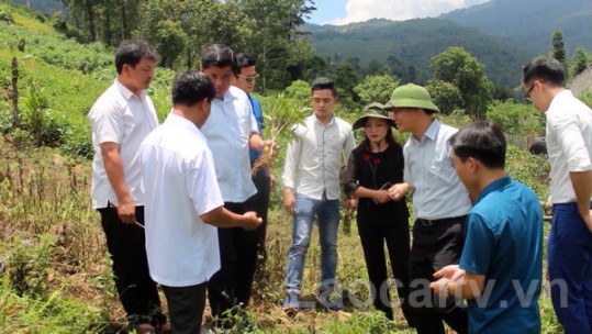 Bát Xát: Doanh nghiệp đồng hành xây dựng nông thôn mới