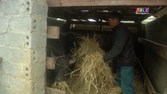Bát Xát tăng cường chống rét cho gia súc