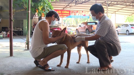Đến năm 2030 không còn người tử vong do bệnh dại