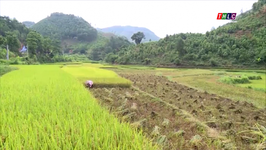 Lào Cai phấn đấu có 7.500 ha lúa hàng hóa