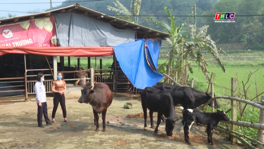 Nông dân Bảo Thắng vượt khó duy trì chăn nuôi