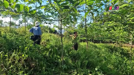Tăng cường công tác quản lý, bảo vệ tài nguyên rừng trước, trong dịp tết