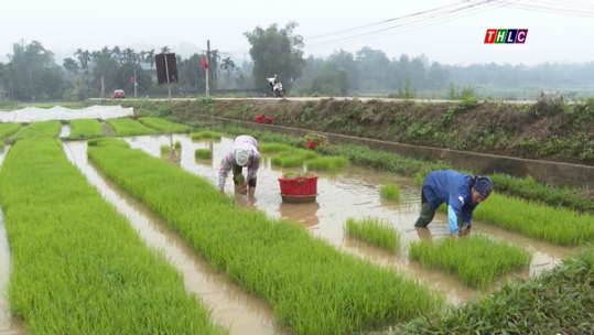 Bảo vệ cây mạ sạch bệnh trước khi mang cấy