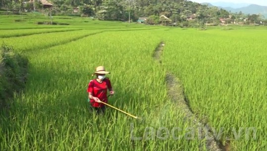 Bảo Yên khẩn trương khoanh vùng bệnh bạc lá trên lúa xuân