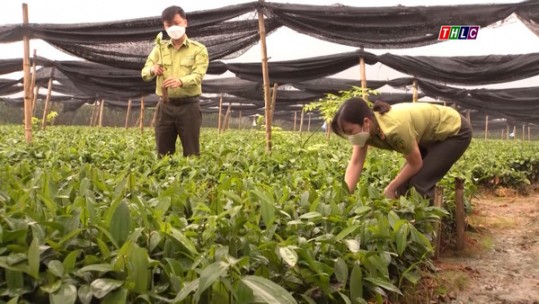 Đầu tư phát triển giống cây lâm nghiệp
