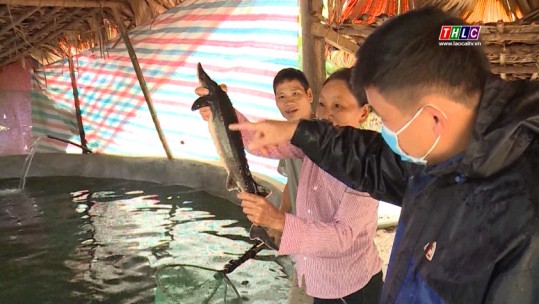 Phấn đấu thể tích nuôi cá nước lạnh đạt 60.000 m3