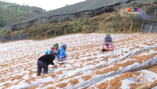 Si Ma Cai xác định trồng dược liệu để phát triển nông nghiệp hàng hóa