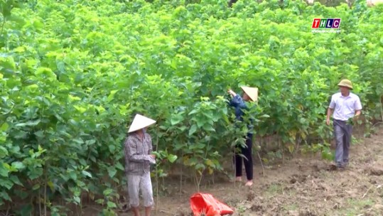 Bảo Yên đẩy mạnh phát triển cây trồng hàng hóa