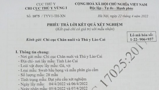 Lào Cai phát hiện mẫu gia cầm dương tính với virus cúm A