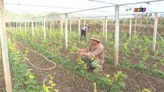 Phấn đấu 40% xã nông thôn mới đạt chuẩn nông thôn mới nâng cao