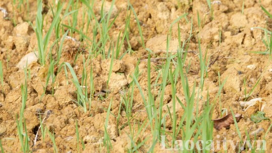 Lùng Khấu Nhin khó khăn trong sản xuất do khô hạn