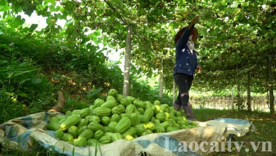 Những nông dân tiên phong trong ứng dụng công nghệ cao ở Gia Phú
