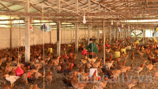 Bảo Thắng xây dựng vùng an toàn dịch bệnh