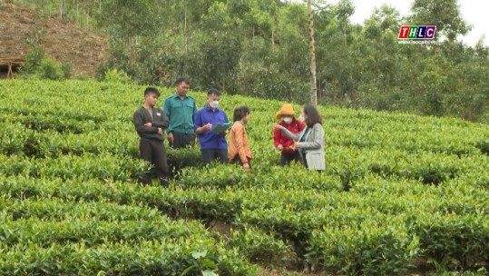 Doanh nghiệp xây dựng mối liên kết chặt chẽ với người trồng chè nguyên liệu