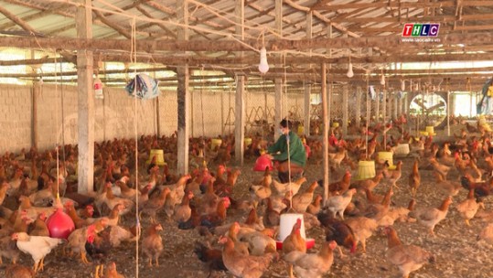 Bảo Thắng xây dựng cơ sở chăn nuôi an toàn dịch bệnh