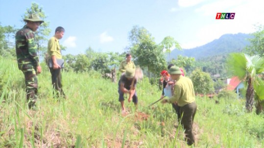 Tập trung phát triển sản xuất lâm nghiệp, kinh tế đồi rừng