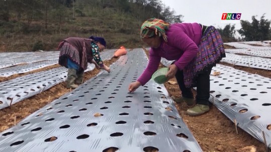 Si Ma Cai phấn đấu giá trị sản xuất dược liệu đạt 34 tỷ 500 triệu đồng