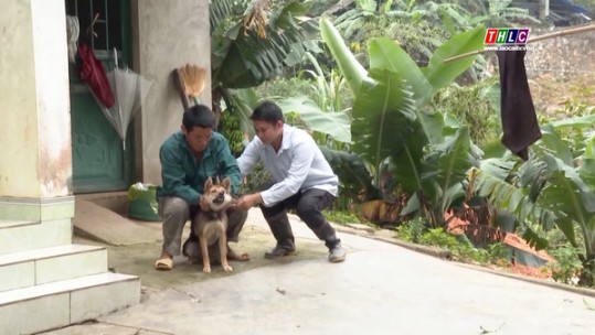 Tăng cường phòng, chống bệnh dại