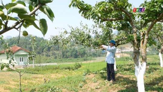 Chủ động nguồn giống cây ăn quả ôn đới