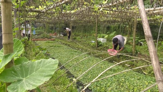 Khởi nghiệp với mô hình nuôi ốc nhồi