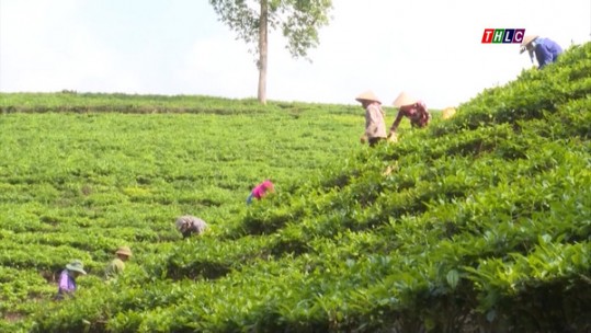 Ổn định diện tích chè khoảng 10.500 ha vào năm 2050