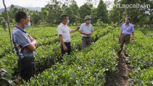 Bảo Yên: Quyết tâm đột phá quy mô lớn trong sản xuất chè hàng hóa
