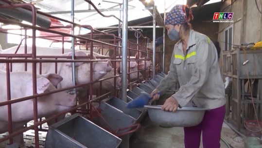 Bảo Thắng phát huy hiệu quả mô hình hợp tác xã