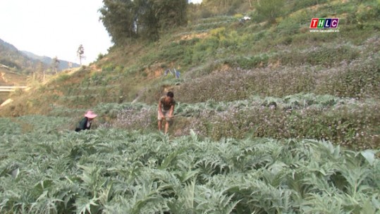 Năm 2025 thị xã Sa Pa phấn đấu có 400 ha cây dược liệu