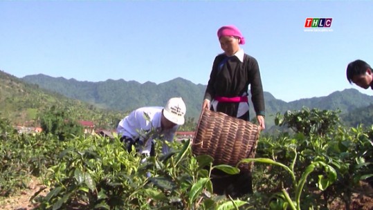 Bắc Hà phấn đấu đến năm 2025 giá trị sản xuất ngành Nông nghiệp đạt trên 1.600 tỷ đồng