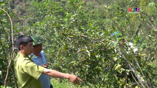 Mường Khương tạo sinh kế bền vững cho người dân từ cây trồng đa mục đích