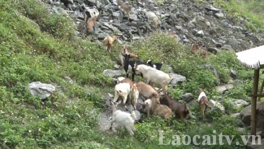 Làm giàu từ nuôi dê trên vùng núi đá