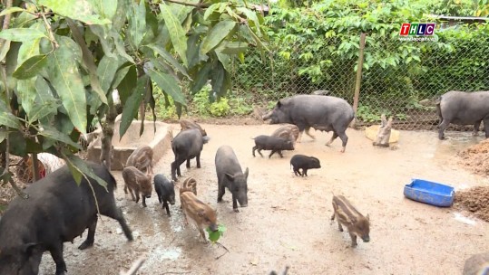 Đồng bào thoát nghèo nhờ chăn nuôi