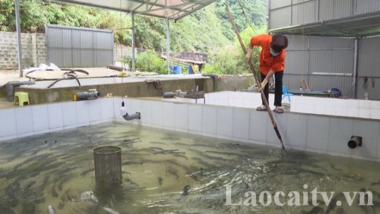 Năm 2030, Sa Pa phấn đấu sản lượng cá nước lạnh đạt 650 tấn