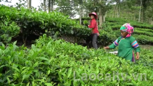 Người có uy tín góp phần thay đổi tư duy trong đời sống và phát triển kinh tế ở vùng cao