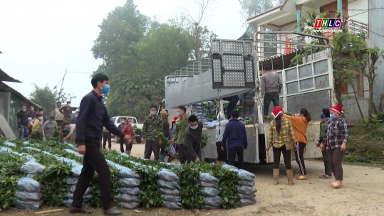 70 ha quế đạt tiêu chuẩn sản xuất hạt giống