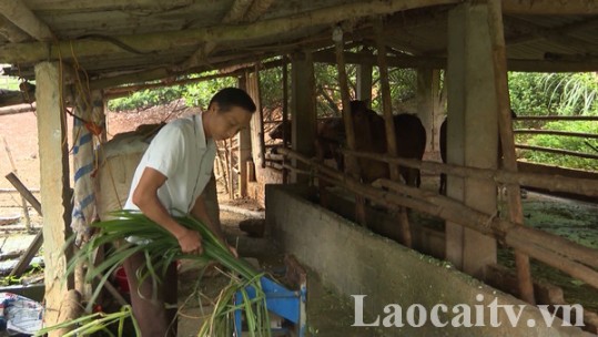 Làng chăn nuôi Chính Tiến