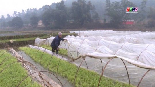 Chuẩn bị đất cho vụ lúa xuân