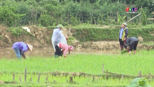Nấm Lư sản xuất vụ mùa một giống