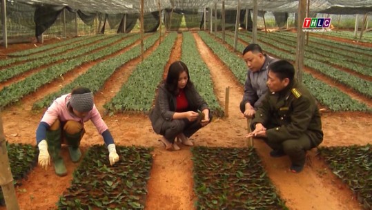 Chuẩn bị 40 triệu bầu cây giống lâm nghiệp