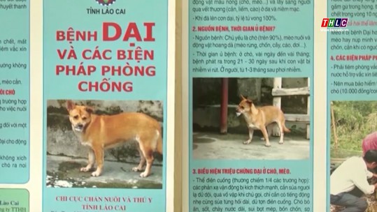 Gần 400 người phơi nhiễm với bệnh dại do chó mèo cắn, cào