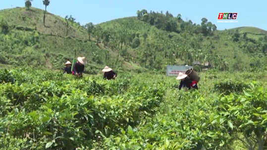 Liên kết chế biến sâu trong sản xuất nông nghiệp