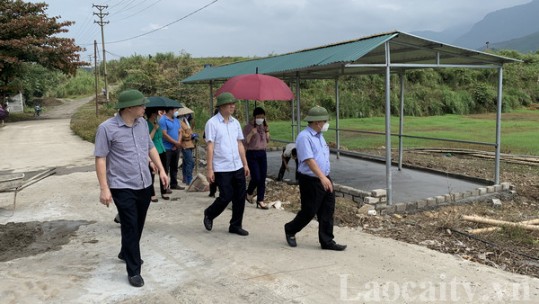 Lào Cai chỉ đạo khẩn trương ứng phó sự cố cây trồng bị táp lá tại xã Phú Nhuận
